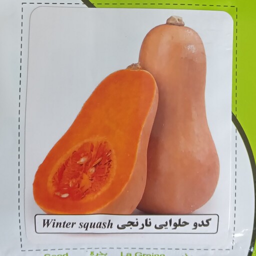 بذر کدو حلوایی نارنجی آرکا بذر ایرانیان کشت خانگی 