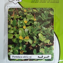 بذر خرفه گیاه دارویی آرکا بذر ایرانیان کشت خانگی 