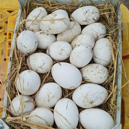 تخم اردک محلی گیلان 20عددی بی بی جان