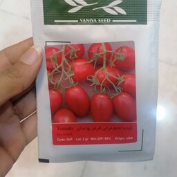 بذر گوجه تخم مرغی قرمز بوته ای شرکت آذر سبزینه 