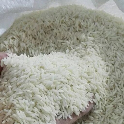 برنج طارم هاشمی امساله فریدونکنار درجه یک الک شده کیسه 20 کیلویی مستقیم ازکشاورز