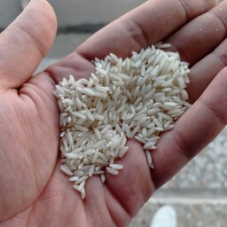 برنج ایرانی طارم هاشمی کشت فریدونکنار با عطر بوی عالی خوش پخت