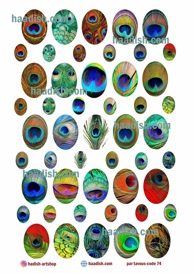 ترنسفر پر طاووس (کد74)