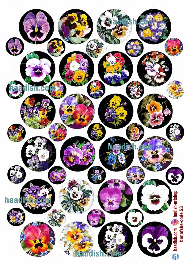 ترنسفر بنفشه (کد53)