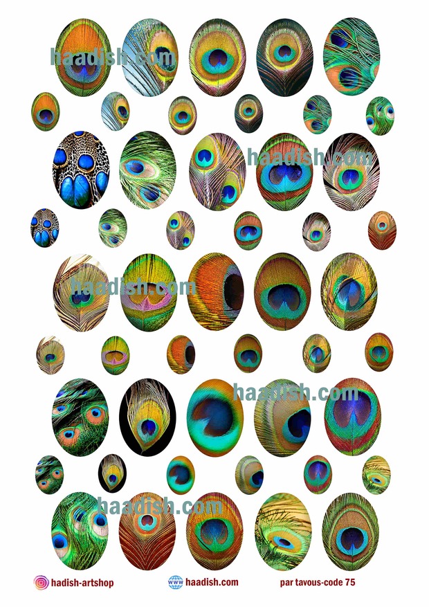 ترنسفر پر طاووس (کد75)