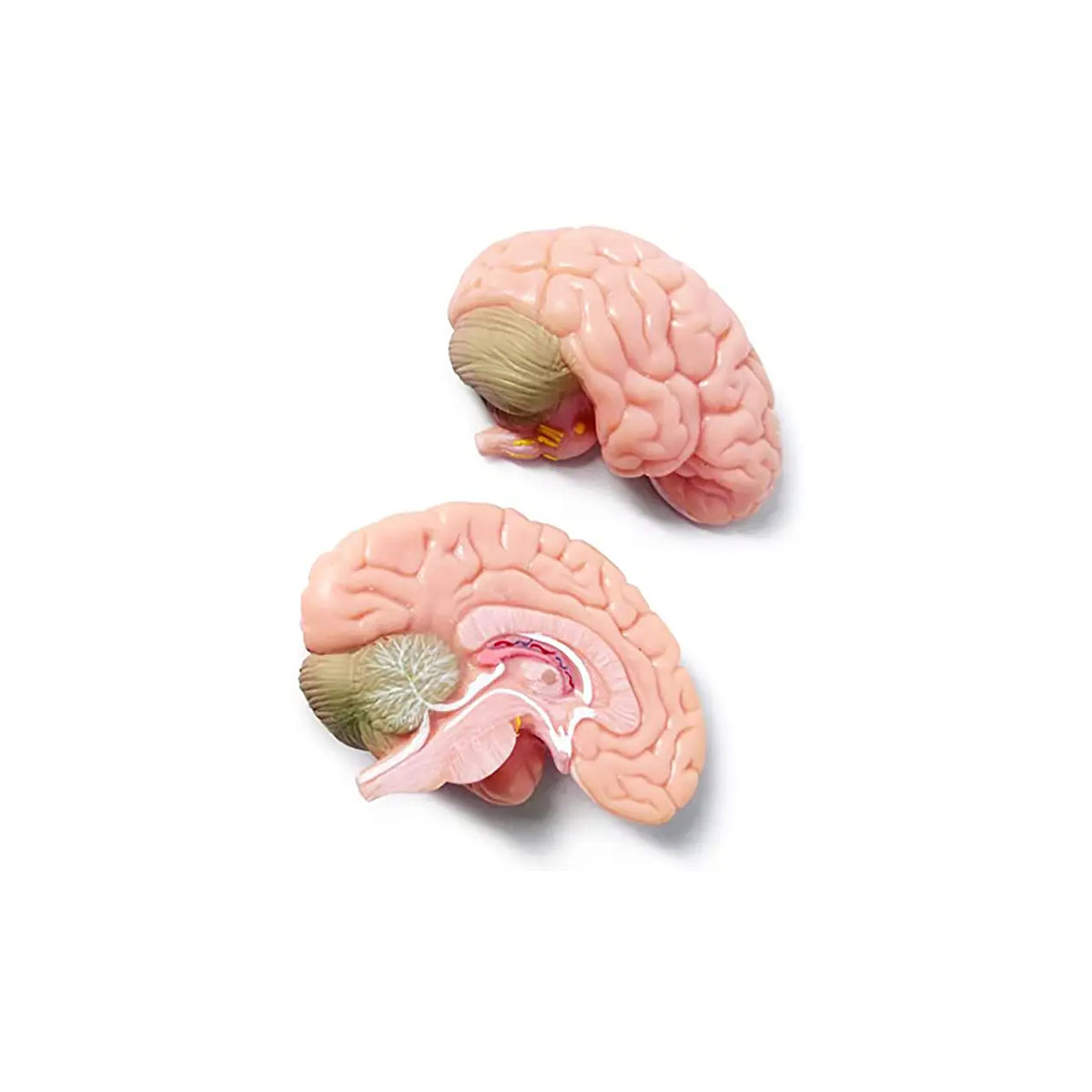 مولاژ مغز انسان