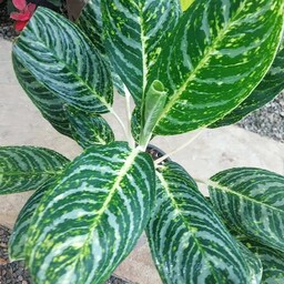 آگلونما گرین لایت  Aglaonema Greenlight هزینه ارسال بصورت پس کرایه و بعهده مشتری می باشد