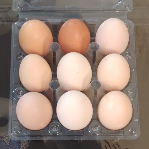 تخم مرغ محلی ارگانیک  بسته 9 عددی