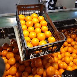 پرتقال(برگی وسورتینگی)برای صادرات  وداخلی