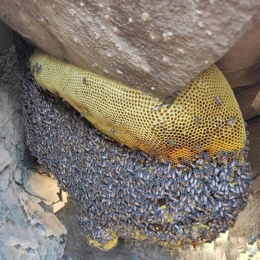 عسل وحشی صخره ای شهد 1 کیلویی بدون موم(عسل فروشی آتابال)