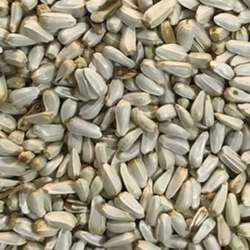 بذر گلرنگ  (تخم کوشه)30 گرم