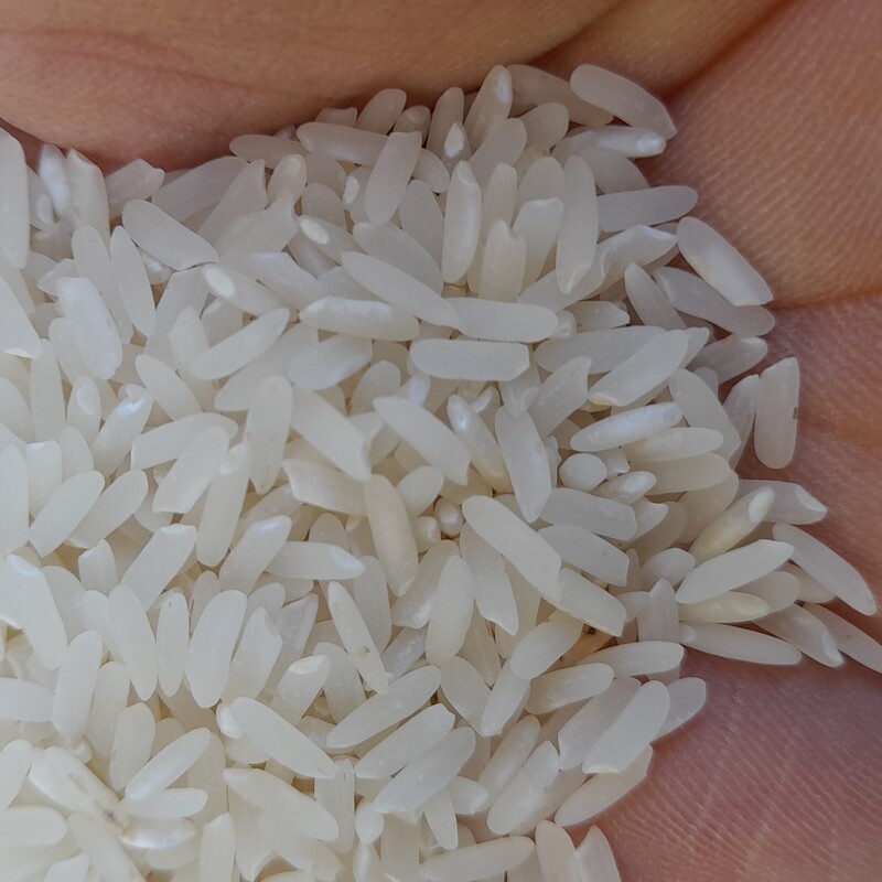  برنج کشت2 پیوندی از طارم با تخفیف ویژه 30درصدعیدقربان تاغدیر  برنجی سالم واستاندارد    که بدون  سموم شیمیایی تولید شده 