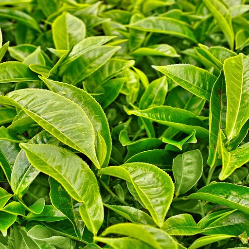 چای سبز و رزماری و گل محمدی  در بسته بندی های بهداشتی 20 عددی 