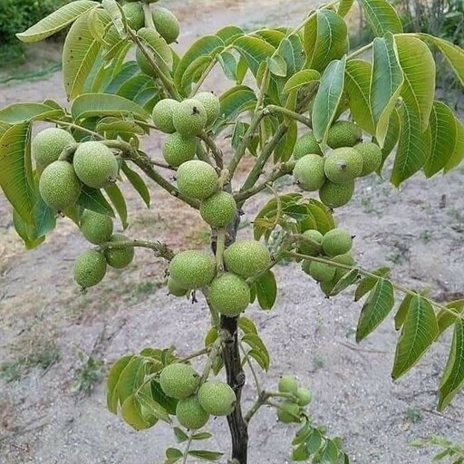 نهال گردو خوشه ای بسته 2عددی