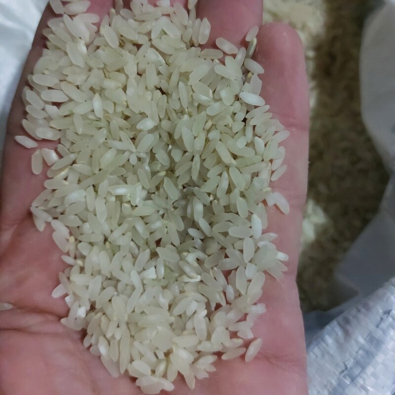برنج کامفیروزی از نوع چمپا اقتصادی و امساله(10کیلویی )