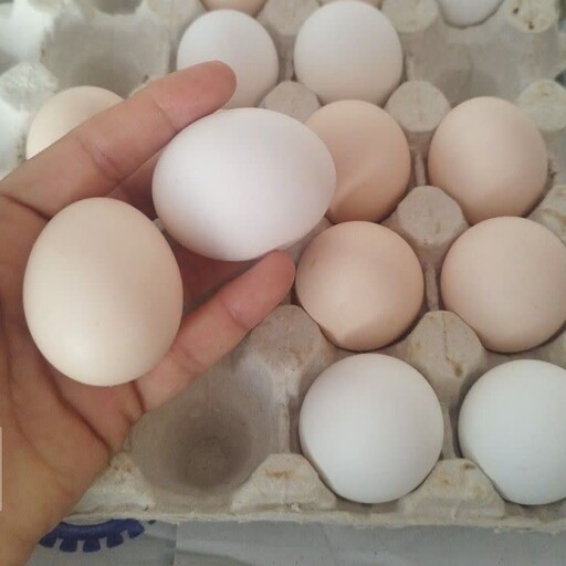 یک شانه تخم مرغ محلی متوسط تعداد 30 عدد قیمت هر عدد 6500و فروش عمده با قیمت 6ت