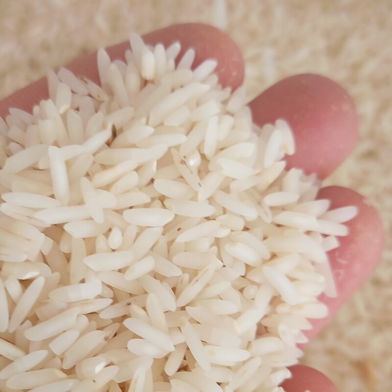 برنج طارم هاشمی معطر مازندران 10 کیلویی ارسال رایگان