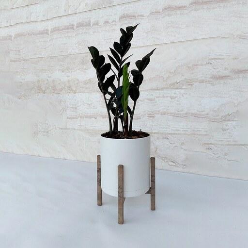 زاموفیلیا بلک گیاه آپارتمانی مقاوم و دکوراتیو همراه با گلدان پلیمری و پایه پلیمری