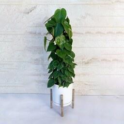 اسکاندیس سبز چماقی گیاه آپارتمانی مقاوم و زیبا همراه با گلدان پلیمری و پایه پلیمری