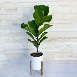 فیکوس لیراتا گیاه آپارتمانی مقاوم و دکوراتیو همراه با گلدان پلیمری و پایه پلیمری