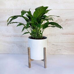 اسپاتی فیلوم گیاه آپارتمانی مقاوم و دکوراتیو همراه با گلدان پلیمری و پایه پلیمری