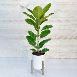 فیکوس آلتیسما گیاه آپارتمانی خاص و شیک همراه با گلدان پلیمری و پایه پلیمری