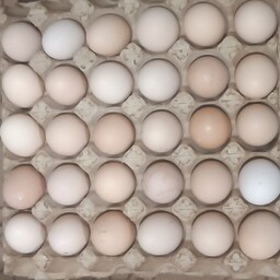 تخم مرغ محلی نژاد گلپایگانی