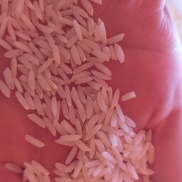 برنج هاشمی اعلای استانه اشرفیه سورت شده با الک بدون خورد 20 کیلویی