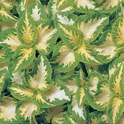 بذر گیاه آپارتمانی حسن یوسف یشم یا سبز و سفید - Coleus Jade