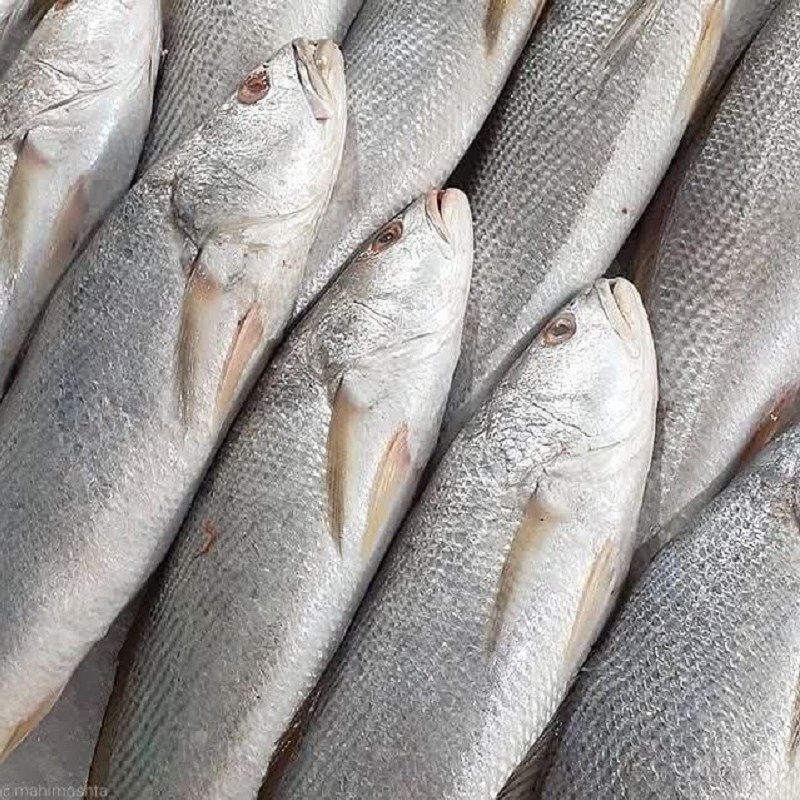 ماهی شوریده سفید