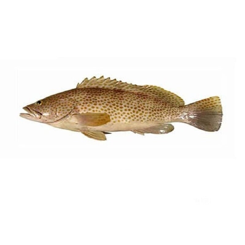 ماهی هامور اصل