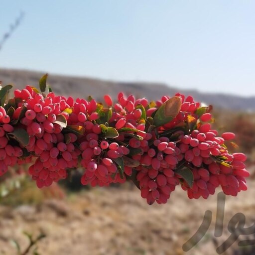 نهال زرشک(پس کرایه)