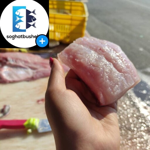 فیله ماهی جش تازه و صید روز بوشهر .لطفا برای هرسبد خرید یک عدد یخدان هم سفارش بدهید.(پک 10 کیلویی) 