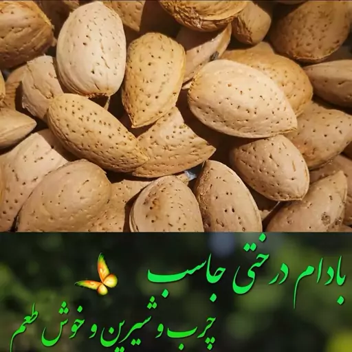 بادام سنگی محلی کوهستانی جاسب  900گرم چرب و بسیار خوشمزه تضمین کیفیت