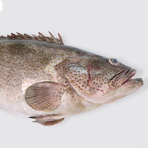 ماهی هامور جنوب