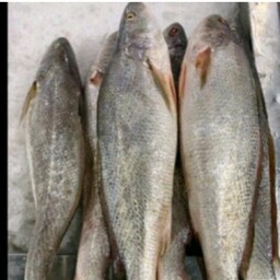 ماهی شوریده(هندیجان)