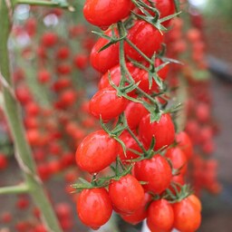 بذر گوجه فرنگی زیتونی نیکا خوشه ای هیبرید فوق پربار دانژه بسته 5 عددی