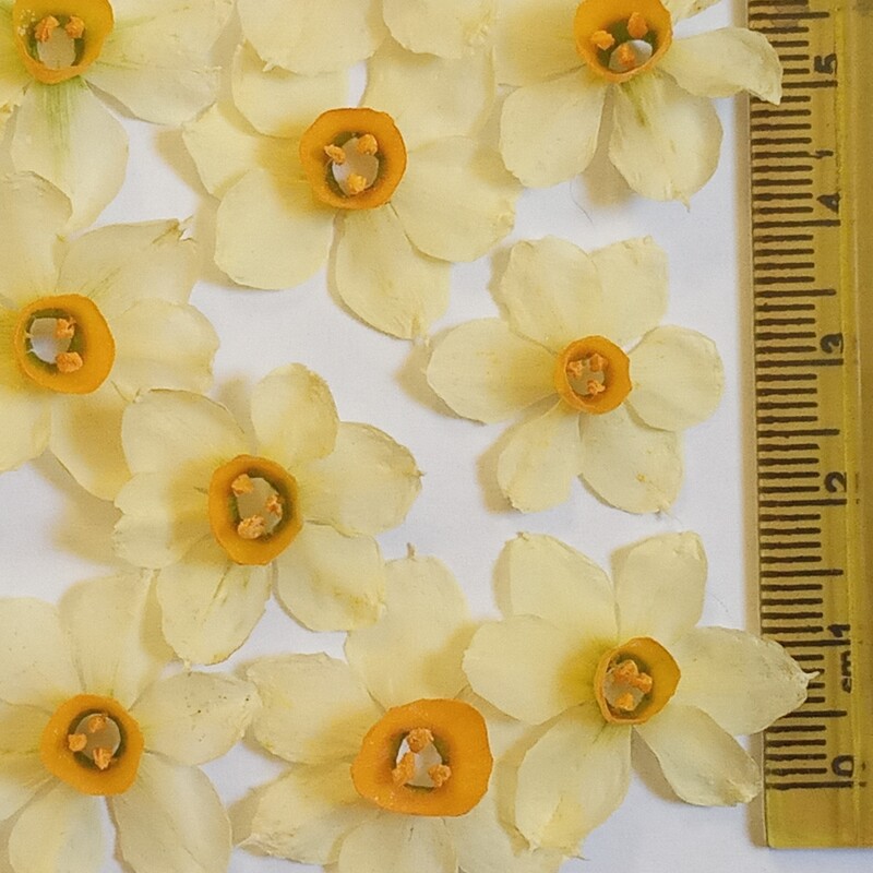 پک گل نرگس اندازه کوچک کیفیت عالی 15عددگل دراندازه 2تا2نیم