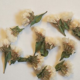 پک گل زنبوری سفید 13 عدددر اندازهای2تا3 سانت به صورت برجسته خشک شده است 