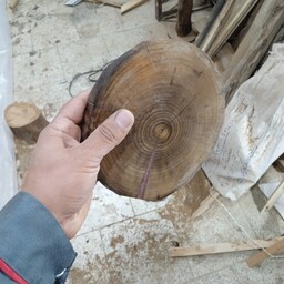 تخته سرو چوبی تنه درخت رزینی با رنگهای متنوع سایز قطر حدود 20 سانتی متر