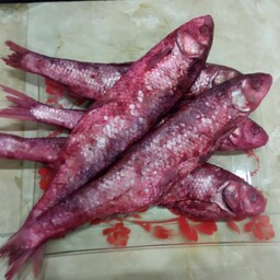 ماهی شور(ماهی  سفید دریایی)