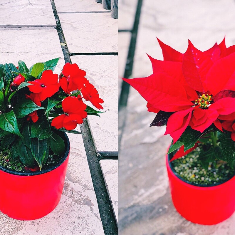 پک دوتایی کریسمسی ولنتاین گل بنت قنسول و گل حنا یا امپیشن  با گلدان سرامیکی قرمز هزینه ارسال بصورت پس کرایه با مشتری 