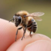 عسل خالص از تولید به مصرف