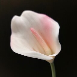 شاخه گل شیپوری (لیلی) سفید صورتی لمسی درجه یک 