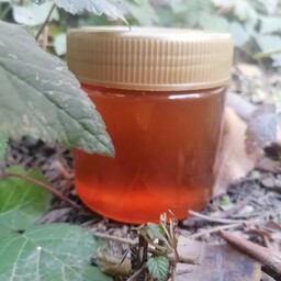 عسل کنار طبیعی (نیم کیلویی) ری را
