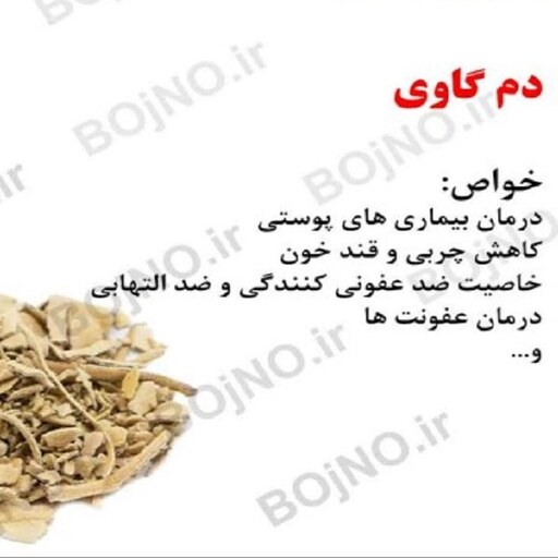 گیاه کمیاب دم گاو صد گرمی 