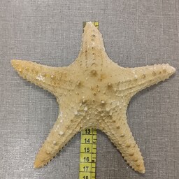 ستاره دریایی کد n7