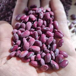 لوبیا قرمز درجه یک محصول سال جاری یک دست درشت زودپز به شرط 