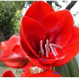 پیاز گل اماریلیس قرمز  1 عدد بالغ  پاجوش دار