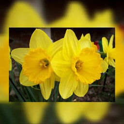 گل نرگس ژونکی (5 عددی) نرگس زرد 